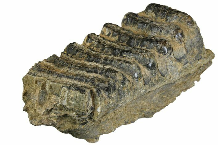 Partial, Fossil Stegodon Molar - Indonesia #149728